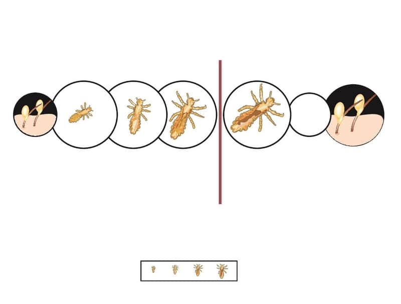 Head Lice Life Cycle From Nit to Lice LiceDoctors